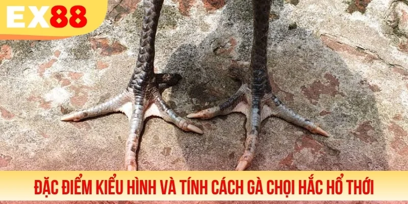 Đặc điểm kiểu hình và tính cách gà chọi Hắc Hổ Thới